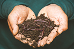 worms in soil held in child's hands